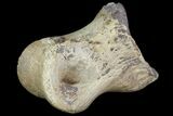 Ornithimimid Toe Bone - Alberta (Disposition #-) #96987-1